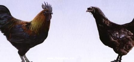 ou