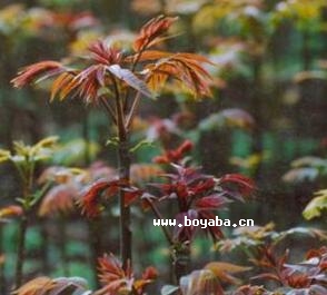 (qing)ɽҰ