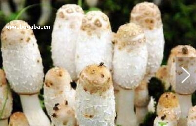 uȹ