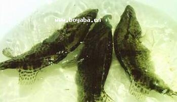 ֻZ.jpg