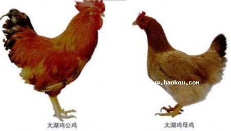̫u
