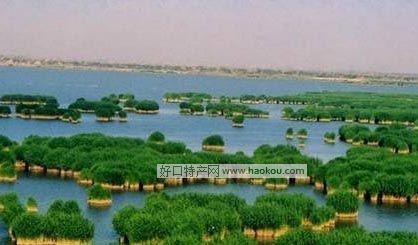 خa(chn)Щ