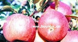 (yng)(gu).jpg