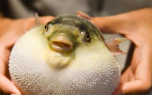 ʮΣUʳа
