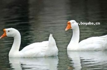 ɏZ