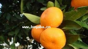 de۸