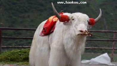 TԴţ