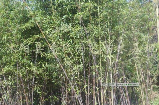羅源霍口畬族鄉(xiāng)香嶺村紫竹.jpg