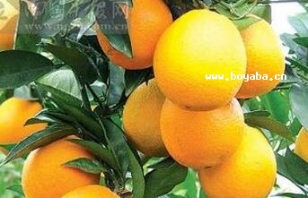 ǭĚ
