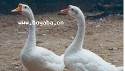Z.jpg