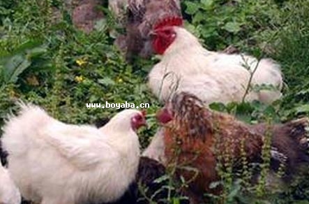 zëu