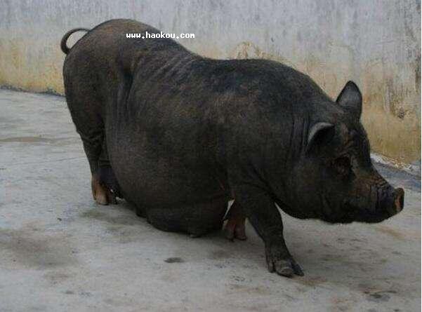Ͳi