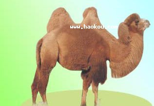 ľp