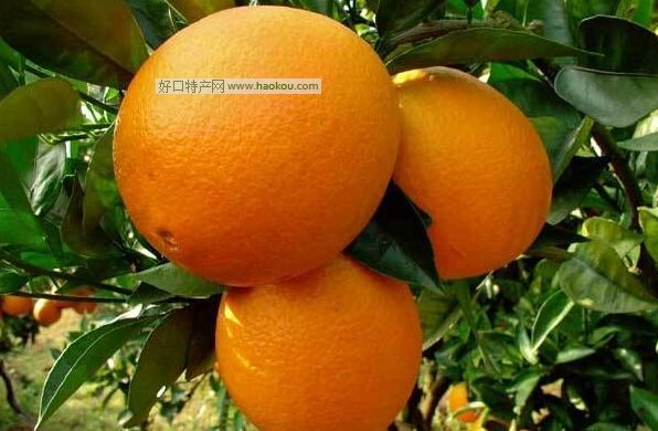 Ě