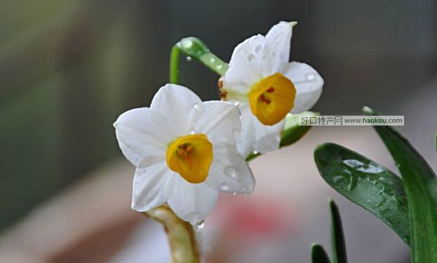 園山水仙花.jpg