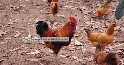 ϴu