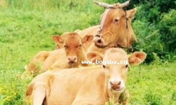 Sţ
