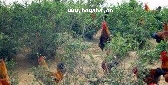 ëu