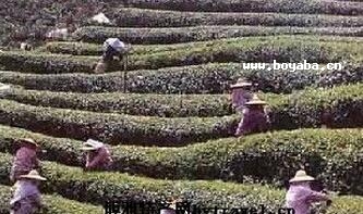 ؕƷ