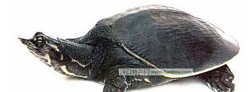 AM