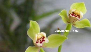 ļm