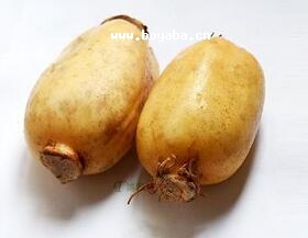ӡ伯ɏź