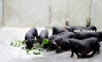 h(hun)i